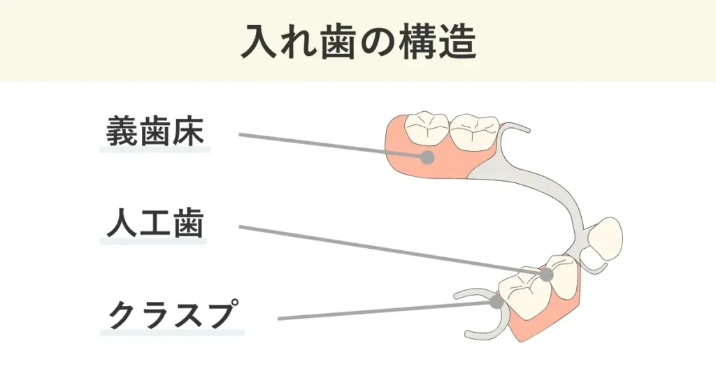 入れ歯は、義歯床、人工歯、クラスプなどによって構成されます。